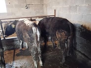 Другие животные: Продаю | Бык (самец) — 3