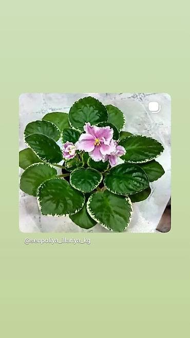 деткие: В продаже взрослые фиалки (цветущие и не цветущие 250-350)детки — 5