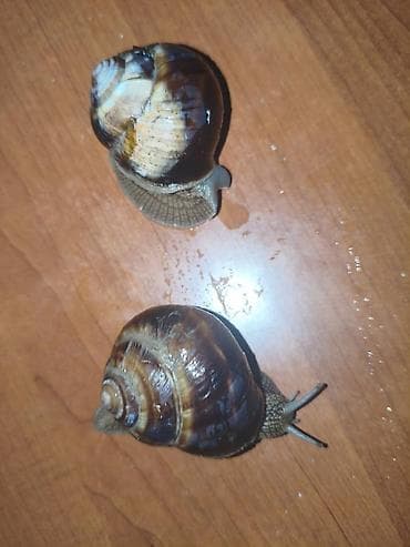 продаю раков: Улитки виноградные Французские(Helix pomatia) Цена за одну штуку - — 5