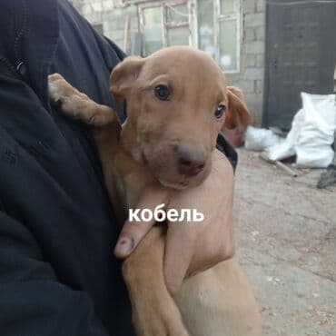 продажа кормов для сельскохозяйственных животных: Щенки пит-буль - Пол: есть девочка (черная) и мальчик (рыжий) — — 4