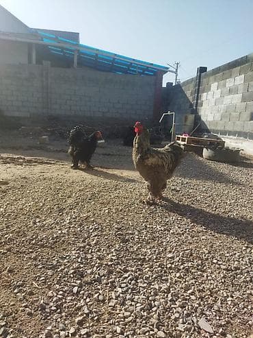 Аквариумы: Продаю | Петух — 1