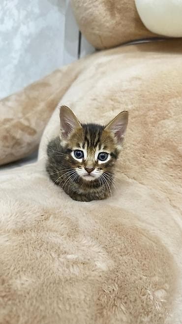 Продажа кошек: Домашние котята. Отец - бенгал. Мама - абессинка. - Возраст: 1,5 — 4