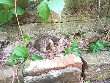 Кошки: Котёнок тигрового окраса - Милейший полосатый котёнок с мягкой — 4
