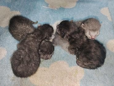 Продажа кошек: 🐾 Открыто бронирование на шотландских котят! 🐾 Наша чистокровная — 1