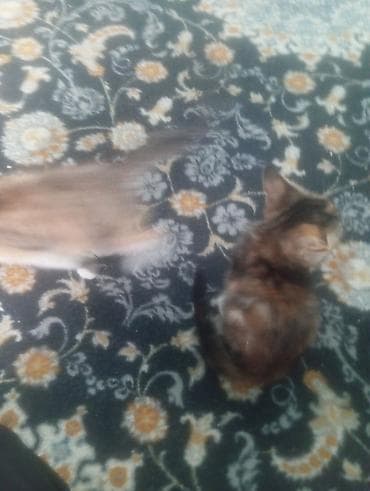 где купить щенка овчарки: Котята - Два котёнка с полосато-черепаховым окрасом: один темнее — 2