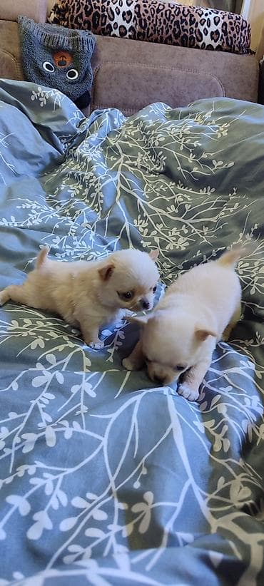 чихуахуа цена купить: Продаются щенки чихуа-хуа, всё вопросы по телефону — 6