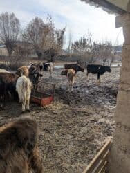 сельскохозяйственные животные продажа: Продаю | Бык (самец) | На откорм — 13