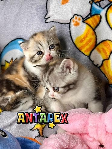 Продажа кошек: Шотландские короткошерстные котята от красивой привозной пары — 6