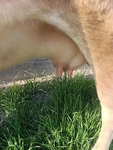 Продаю | Корова (самка) | Для молока