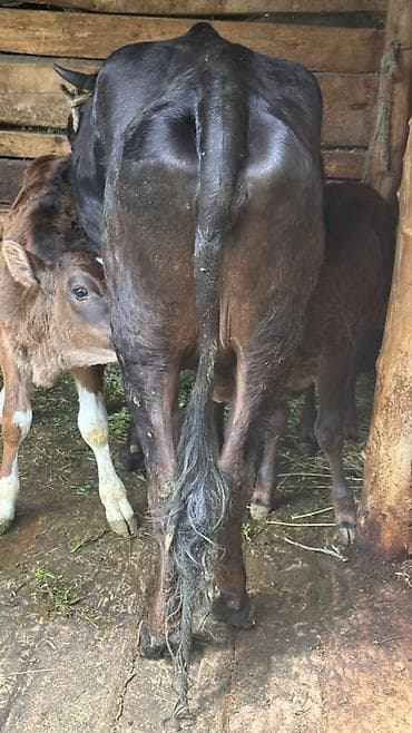 кошки на обувь: Продаю | Корова (самка), Бык (самец), Тёлка — 3