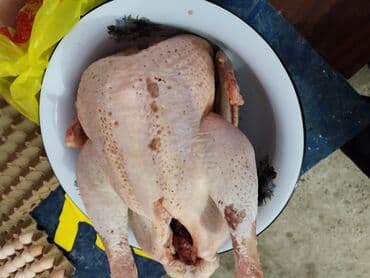 продаю перец: Индюк :, Платная доставка — 2