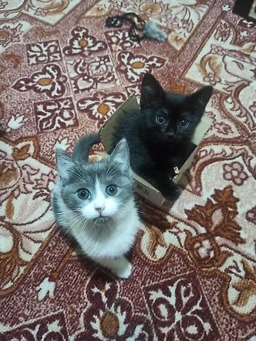 Котята девочки ищут дом, игривые и социальные. Отец вислоухий