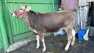 бычок порода: Продаю | Тёлка | Швицкая | Для разведения | Нетель — 5