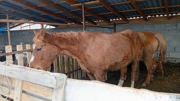 куплю корову на молоко: Продаю | Кобыла (самка) | Рабочий — 1