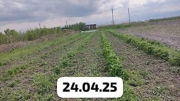 клубника тепличная: Саженцы ремонтантной малины ПОЛАНА - Сортова́я ремонтантная малина с — 4