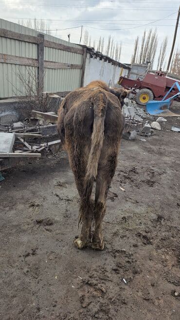 корова обмен: Продаю | Тёлка | Для молока — 5