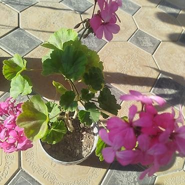 отдам даром аквариум: 🌿 Үйүңүзгө жандуулук кошуңуз! Болмо гүлдөр сатылат 🌸 ✨ Таза аба ✨ Кооз — 10