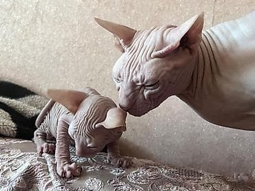 Котята породы сфинкс - Окрас: светлый, «персиковый», без шерсти
