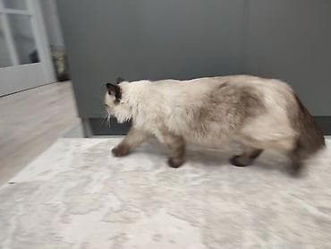 black cat: 1 год, Девочка, Приучена к лотку — 7