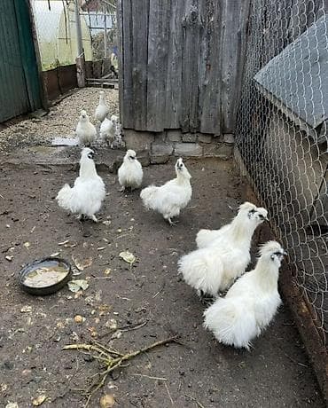 Продаю | Куры, Петух