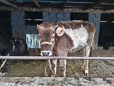 стекло аквариум: Продаю | Бык (самец), Тёлка | Алатауская | На откорм, На забой, Для разведения | Племенные, Искусственник — 3