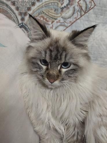 русская белая кошка: Кот в добрые руки. Пушистый котик с — 2