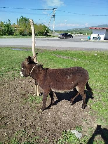 1 жаш ургаачы кодолек сатылат баасы 5000 сом