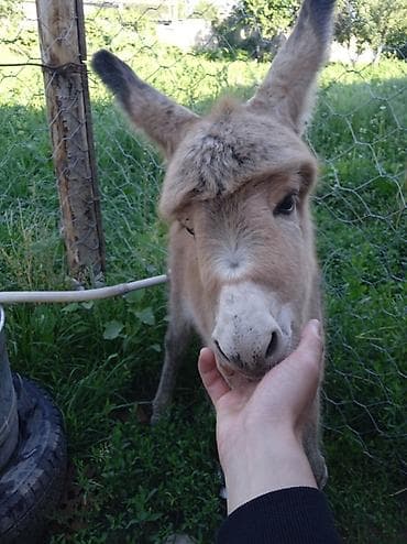 серые кошки фото: Ослы – мама с жеребёнком. Описание: - Домашние ослы, мирные и — 4