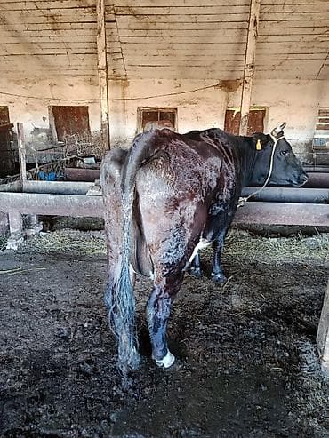 кара бука: Продаю | Корова (самка) | Для молока | Привязанные — 3