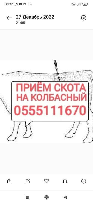 Частное лицо, Колбасный цех : Коровы, быки, Лошади, кони, Другие с/х животные, | Круглосуточно, Любое состояние, Забитый