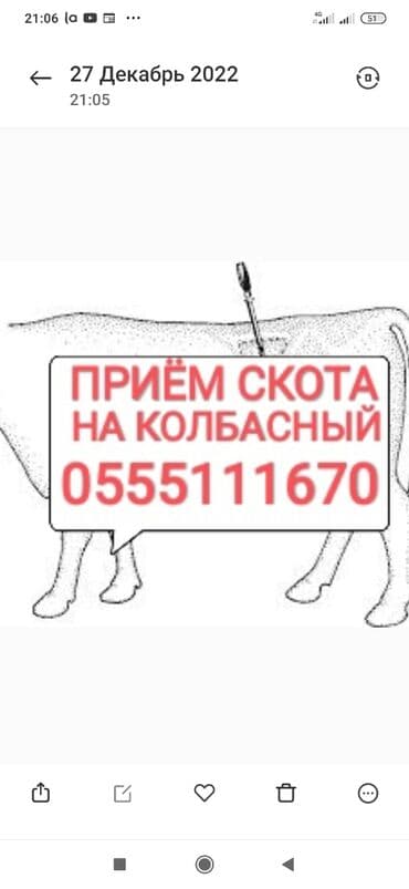 корм форели: Куплю | Коровы, быки, Лошади, кони, Другие с/х животные | Круглосуточно, Любое состояние, Забитый — 1