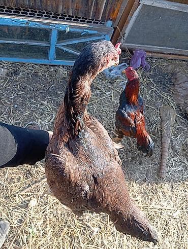 какие животные продаются в зоомагазине: Куры въетнам — 3