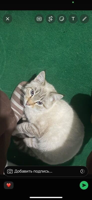 домашние кошки: Отдам кошек в добрые руки. Описание: - Домашние ласковые кошки с — 1