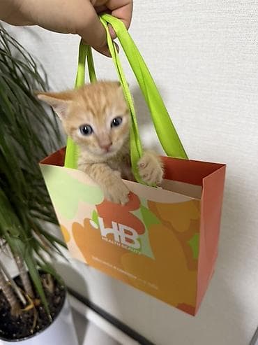 Котик 2 мес мальчик