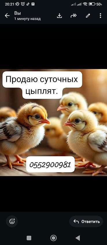 тай бишкек: Сатам | Балапандар | Көбөйтүү үчүн — 1