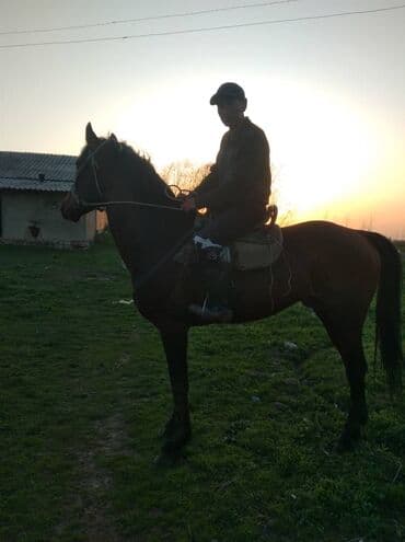 продаю породистых коров: Продаю | Конь (самец), Жеребец | Английская, Полукровка | Конный спорт, Для разведения, Рабочий | Племенные — 7