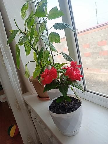 тошоки продажа: Гибискус (китайская роза) в горшке - Компактный кустик с густой — 2