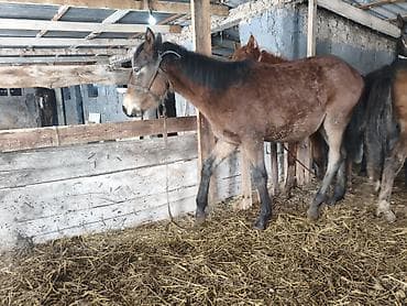 бутка для собаки: Продаю | Жеребец, Жеребенок | Полукровка, Дончак, Английская | Для разведения, Конный спорт | Племенные — 7