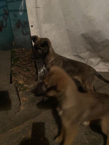 французский бульдог купить бишкек: Овчарка, 2 месяца, Самка — 4