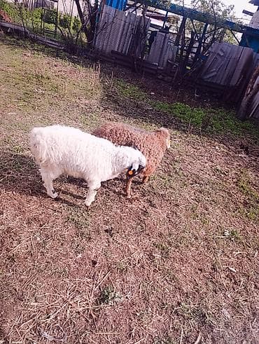 продаю ягненка: Продаю | Овца (самка) | Для разведения — 2