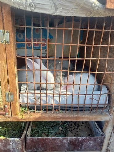 кролики крол кролиха кролик: Продаю | Крольчата — 2