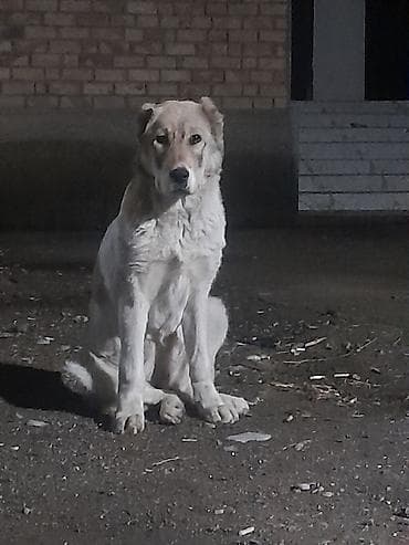 собака сосиска: Алабай, 4 месяца, Самка, С прививкой — 3