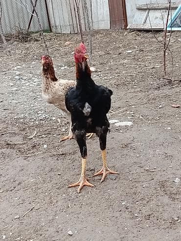 далматинец цена бишкек: Продаю | Петух | Дакан | Для боев — 2