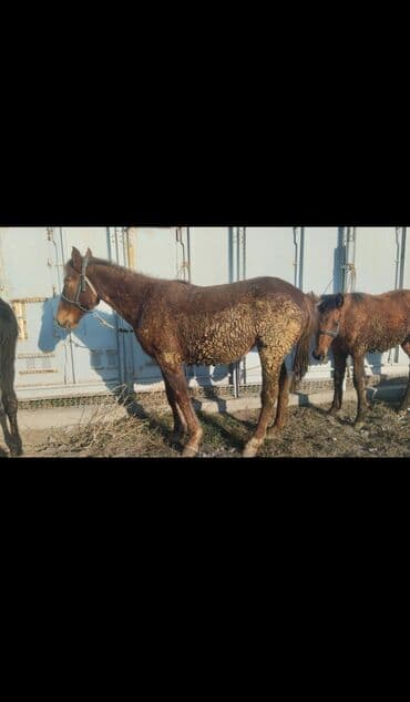 Услуги ветеринара: Продаю | Кобыла (самка) | Для разведения — 3