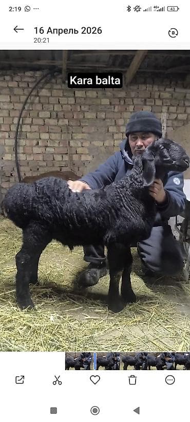 ящик аары: Сатам | Ургаачы кой (ургаачы) | Көбөйтүү үчүн | Асыл тукумдуу — 2