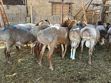 мёд белый: Продаю | Баран (самец) | На забой — 5
