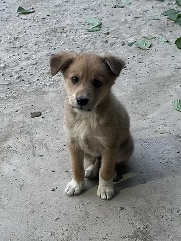 бесплатные щенки хаски: Собака даром: Дворняжка, 2 месяца, Самец — 3