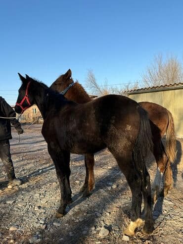 отдам в добрые руки собаку: Продаю | Жеребенок | Полукровка | Рабочий — 3