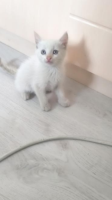 котята ош: Тайская, 1 месяц, Мальчик — 2
