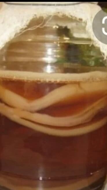 Чайный гриб Камбуча